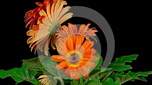 Time Lapse of Growing and Opening Orange Gerbera Flower