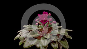 Time Lapse of Growing and Opening Red Saintpaulia African Violet