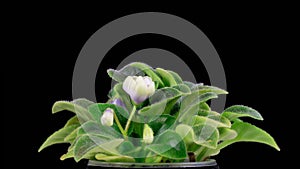 Time Lapse of Growing and Opening White Saintpaulia African Violet