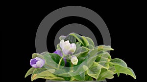 Time Lapse of Growing and Opening White Saintpaulia African Violet