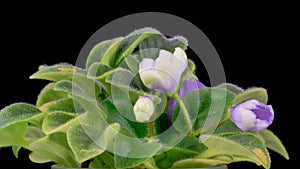 Time Lapse of Growing and Opening White Saintpaulia African Violet