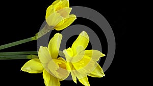 Time-lapse of growing yellow daffodils or narcissus flower. Spring flower daffodils blooming on black background