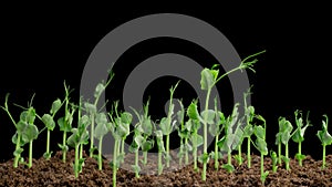 Time Lapse of Growth Green Peas Beans Plants