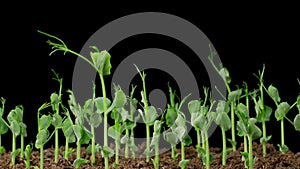 Time Lapse of Growth Green Peas Beans Plants