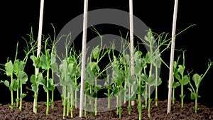 Time Lapse of Growth Green Peas Beans Plants