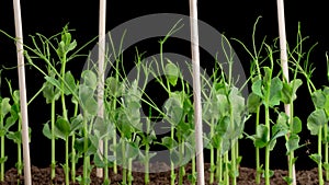 Time Lapse of Growth Green Peas Beans Plants