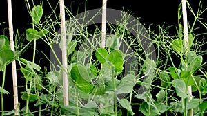 Time Lapse of Growth Green Peas Beans Plants