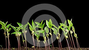 Time Lapse of Growth Mung Bean Plants