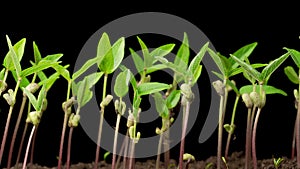 Time Lapse of Growth Mung Bean Plants