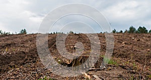 Time lapse of long gone forest and a cloudy sky