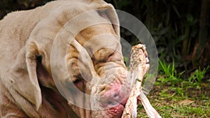 Time Lapse Of A Neapolitan Mastiff Dog Chewing A Raw Animal Bone