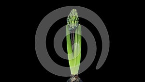 Time-lapse opening hyacinth flower buds ALPHA matte