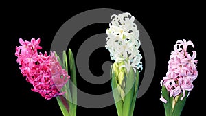 Time-lapse opening hyacinth flower buds ALPHA matte,