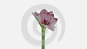 Time-lapse of opening pink Blushing Bride amaryllis Christmas flower