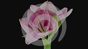 Time-lapse of opening pink Blushing Bride amaryllis flower