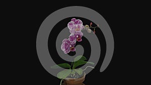 Time-lapse of opening pink and white Phalaenopsis orchid with ALPHA channel