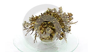 Time-lapse of opening Rose of Jericho Resurrection Plant