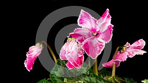 Time-lapse of pink Cyclamen flowers blooming. 4k video. 2096 2304