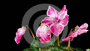 Time-lapse of pink Cyclamen flowers blooming. 4k video. 2096 2304