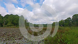 Time Lapse of a pond with undisturbed lily pads