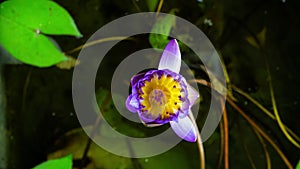Time lapse of purple water lily opening of the petals in the morning.