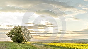 Time-lapse of a rapeseed field and a lone tree on a hill during sunset in sky, there are a lot of colorful clouds and sun`s rays s