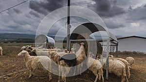 Time lapse of sheep eating from the special manger with a leaden sky behind them