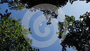 Time Lapse sky trees. Among the treetops clouds are flying. Old forest.