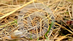 Time lapse of snail coming out of shell and crawling away