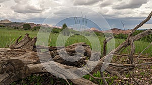 Time Lapse of Storm Clouds Over Gnarly Log in Zion