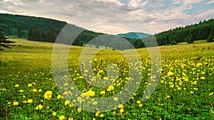 Time lapse with summer meadow with yellow peonies