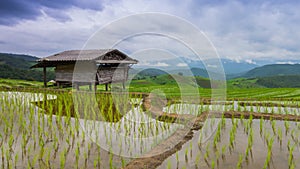 Time lapse terrace rice farm and nimbus clouds floating of thailand