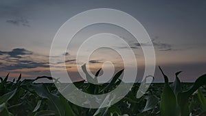 Time Lapse Time-lapse Of Countryside Rural Landscape Green Maize Corn Field Plantation Under Sunset Sky. Farmland In