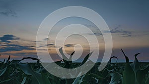 Time Lapse Time-lapse Of Countryside Rural Landscape Green Maize Corn Field Plantation Under Sunset Sky. Farmland In