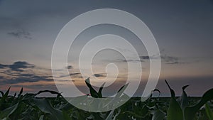 Time Lapse Time-lapse Of Countryside Rural Landscape Green Maize Corn Field Plantation Under Sunset Sky. Farmland In