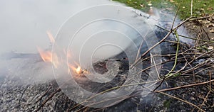 A time lapse video of dry leaves and  green plants being devoured by fire. 4k, 4096p, 25fps