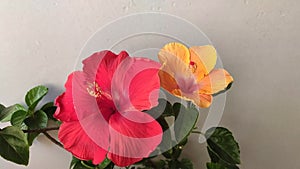 Time lapse video of orange and red hibiscus flowers blooming simultaneously