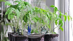 A time-lapse video showcasing the growth of tomato seedlings in plastic glasses
