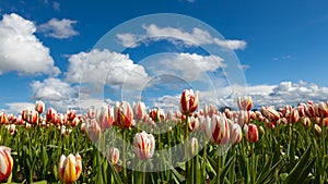 Time lapse of white clouds and blue sky over tulip fieldl in Woodburn OR 4k uhd