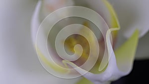 Time lapse of white Phalaenopsis orchid opening, macro shooting 4k video