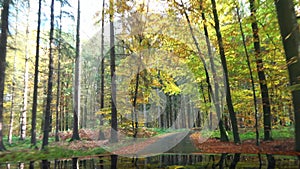 Time lapse windshield view of a fast car driving through a colorful autumn forest