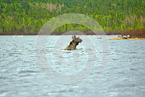 Aus wird heruntergeladen 6. Nordamerikanischer Elch stimulieren breit Norden aus ein Fluss 