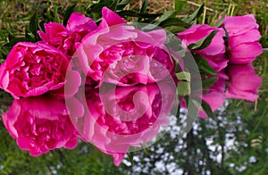 Time moment   flowers peony pink peony peony on the mirror photo