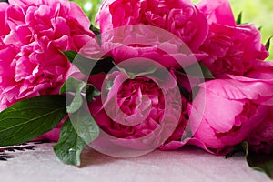 Time moment   flowers peony pink peony photo