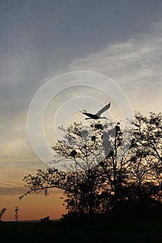 time moment summer garden  stork sky