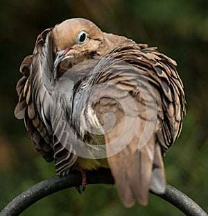 A Time for a Mourning Dove to Preen