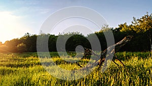 Time before sunset. Spring landscape  green grass  wild flowers bloom. In the foreground is an old pruned tree