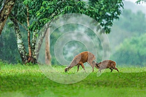 Time to feed, baby fawn and hind mother having a tender bonding moment in the rain. UNESCO World Heritage Site. Khao Yai, Thailand