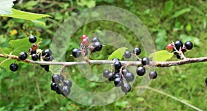 Time to harvest: a branch of blackcurrant bush with berries