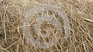 Time to harvest. Close up shot of stacked golden hay.